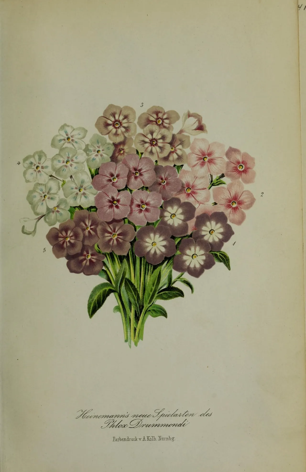 Drummond's phlox (Phlox drummondii)
