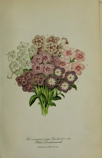 Drummond's phlox