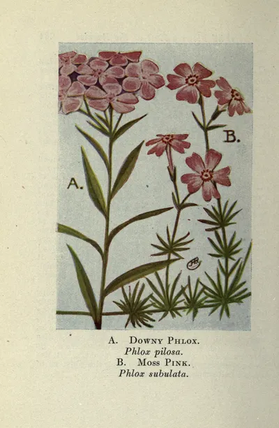 Prairie phlox
