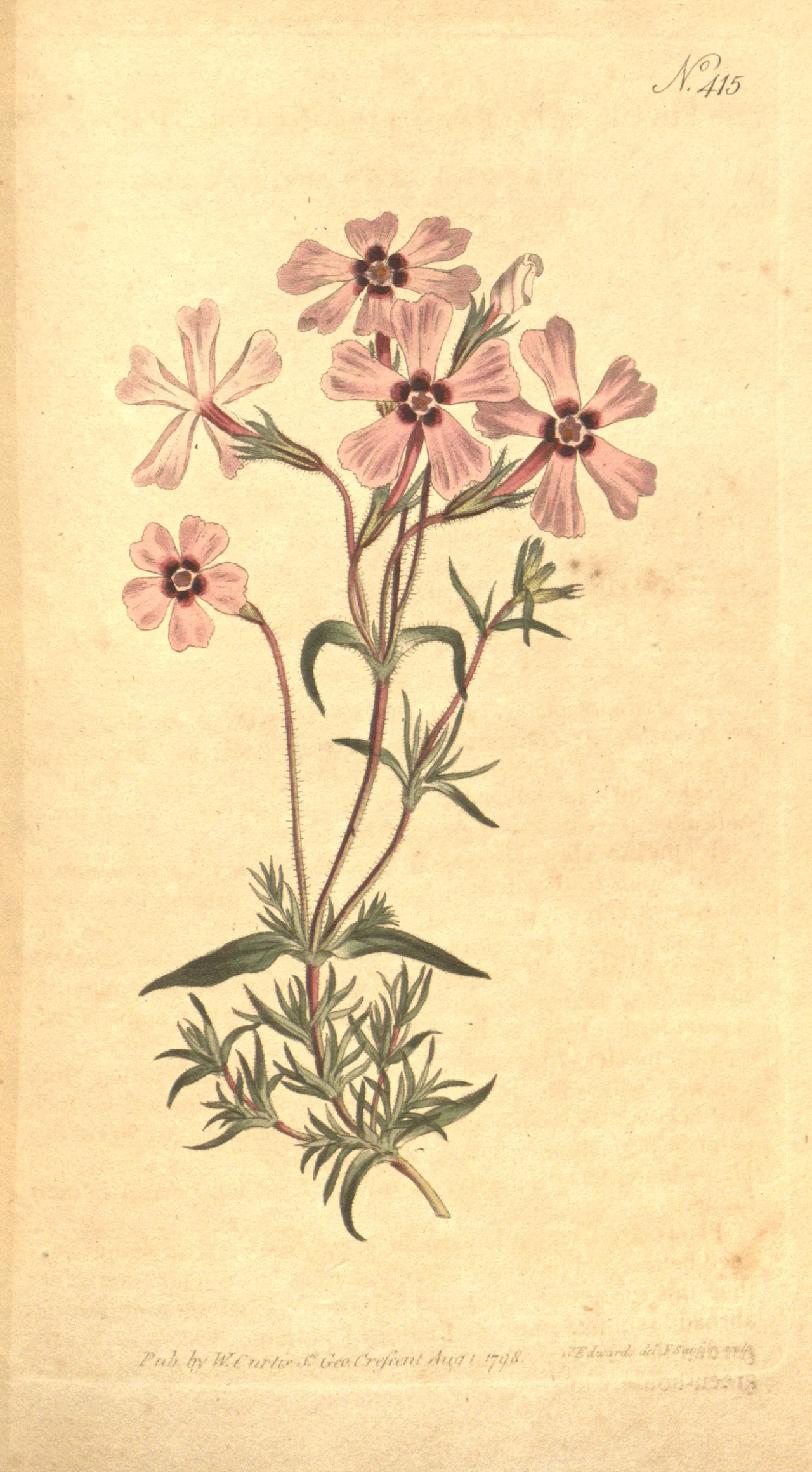 Moss phlox (Phlox subulata)