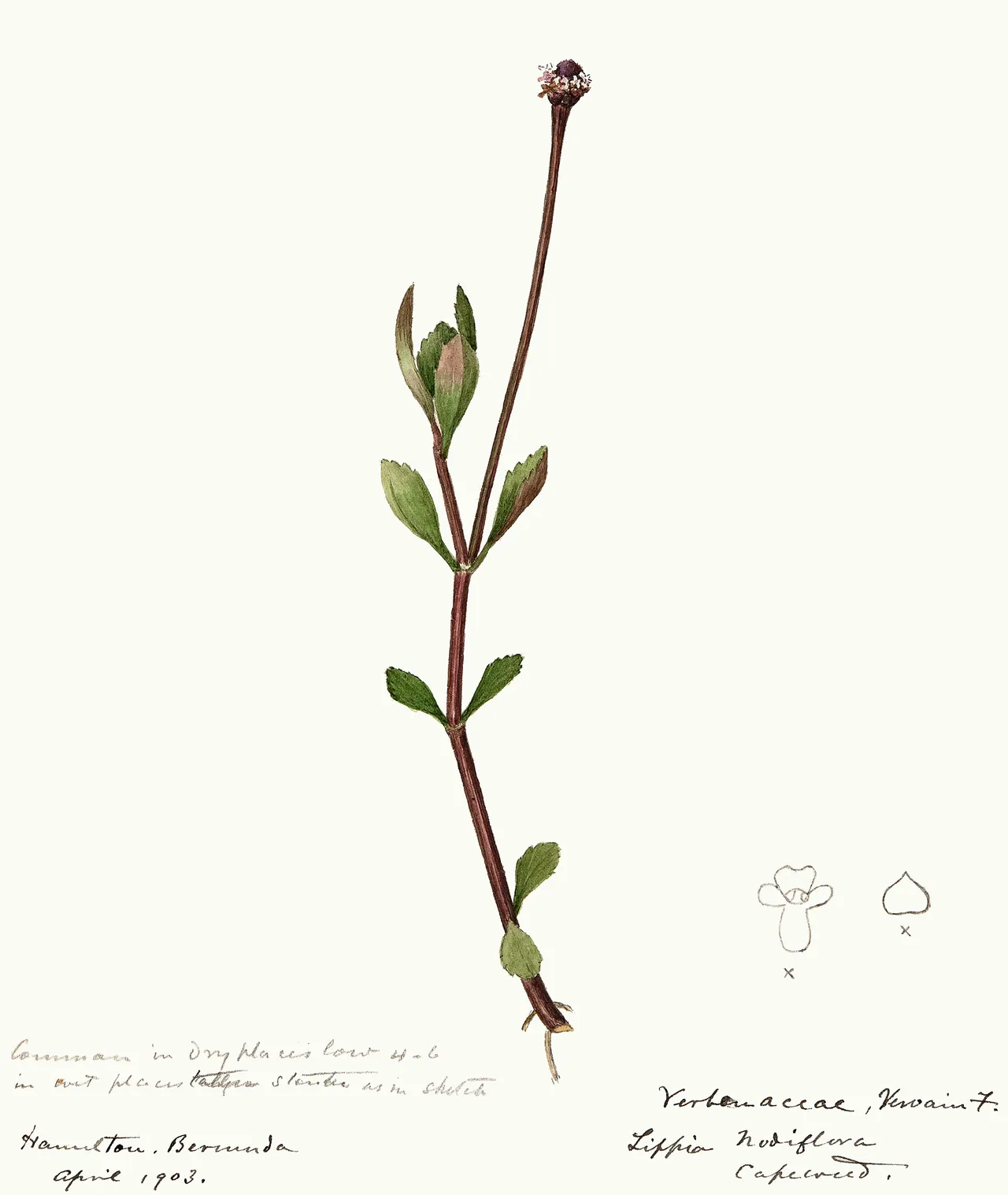 Turkey tangle frogfruit (Phyla nodiflora)