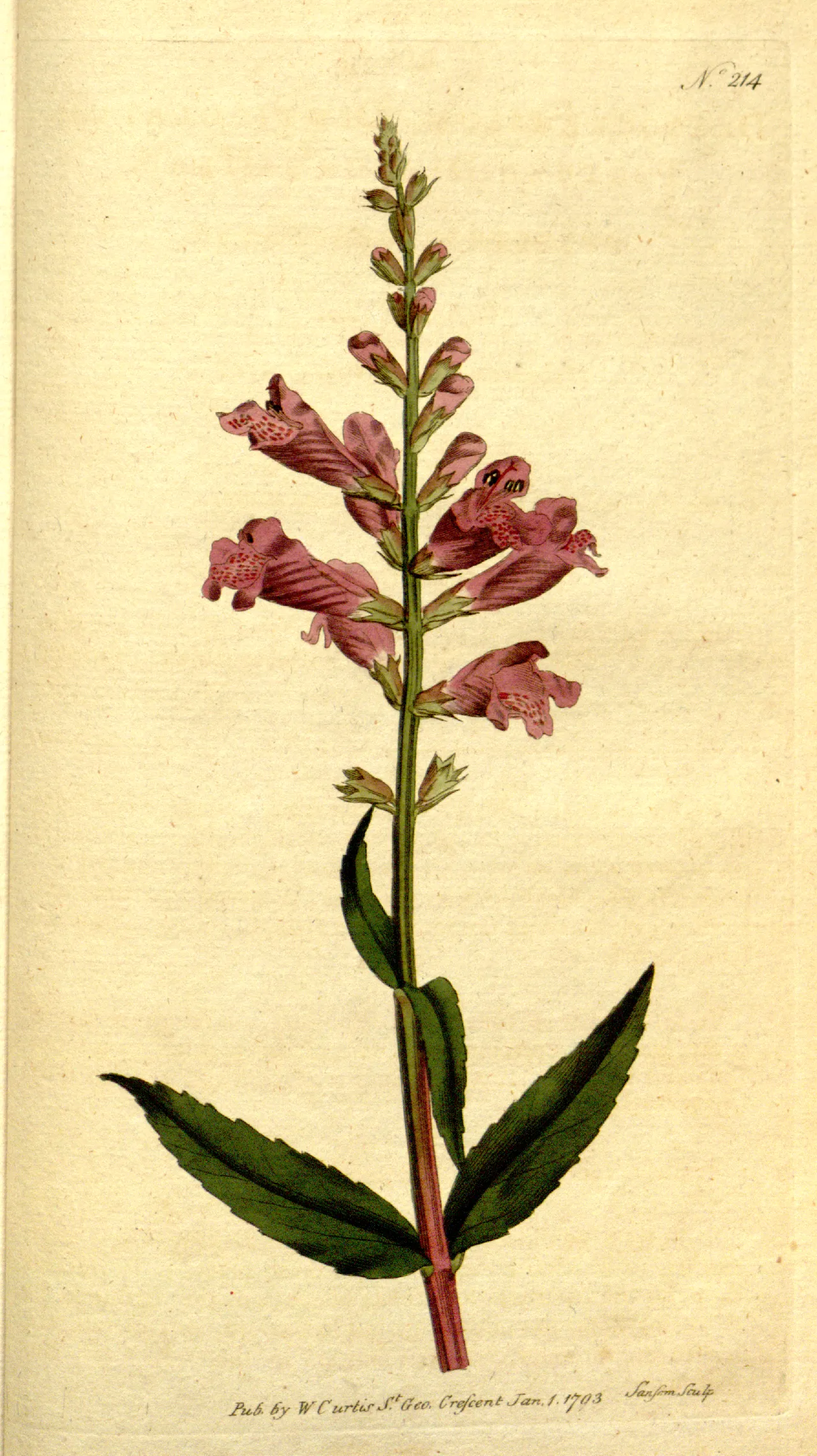 Obedient plant (Physostegia virginiana)