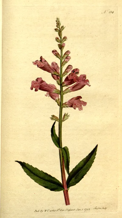Obedient plant