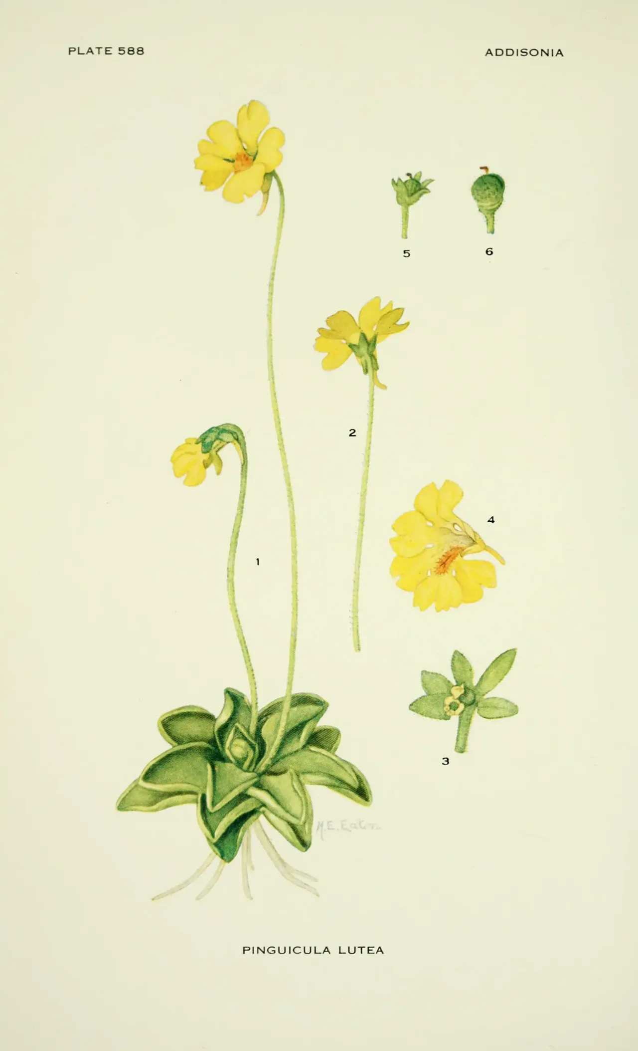 Yellow Butterwort (Pinguicula lutea)