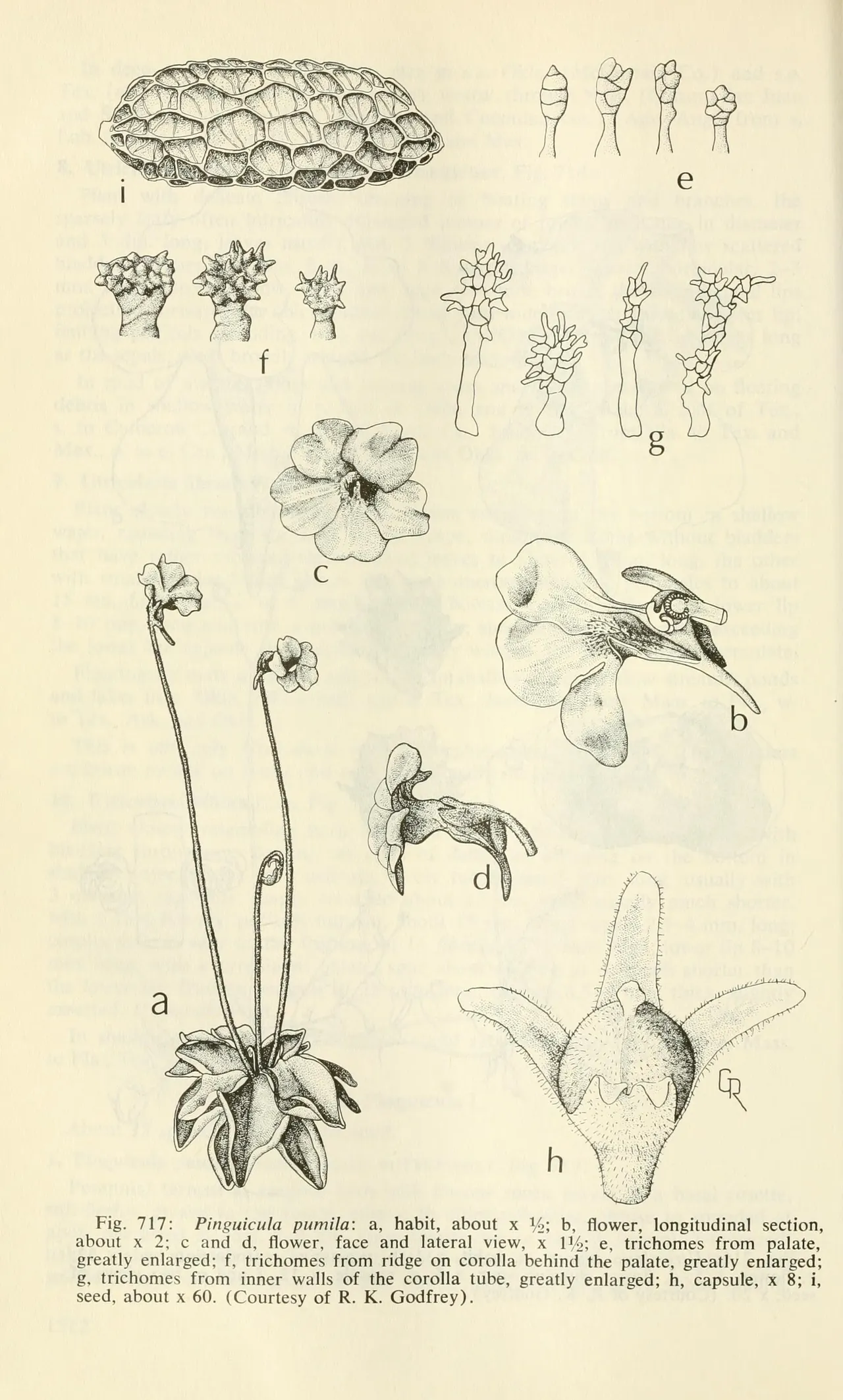 Small butterwort (Pinguicula pumila)
