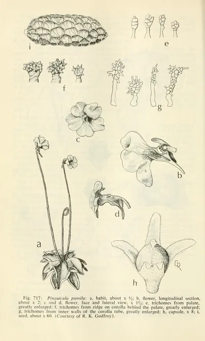 Small butterwort