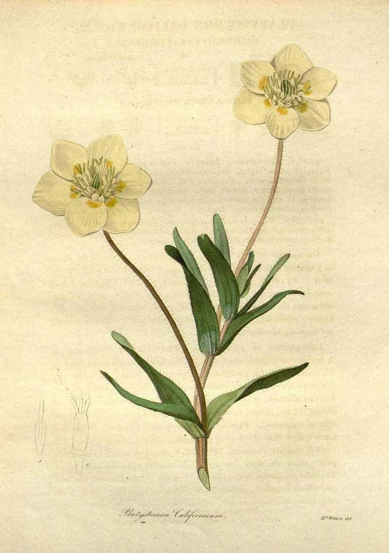Creamcups (Platystemon californicus)