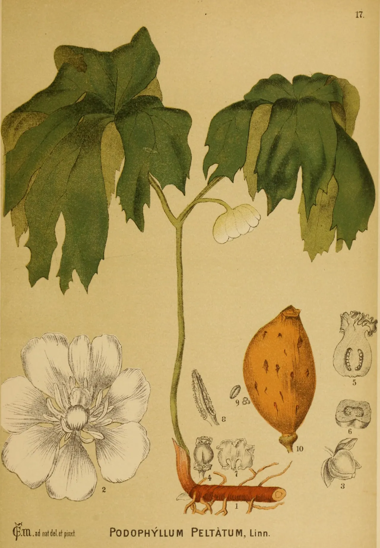 Mayapple (Podophyllum peltatum)
