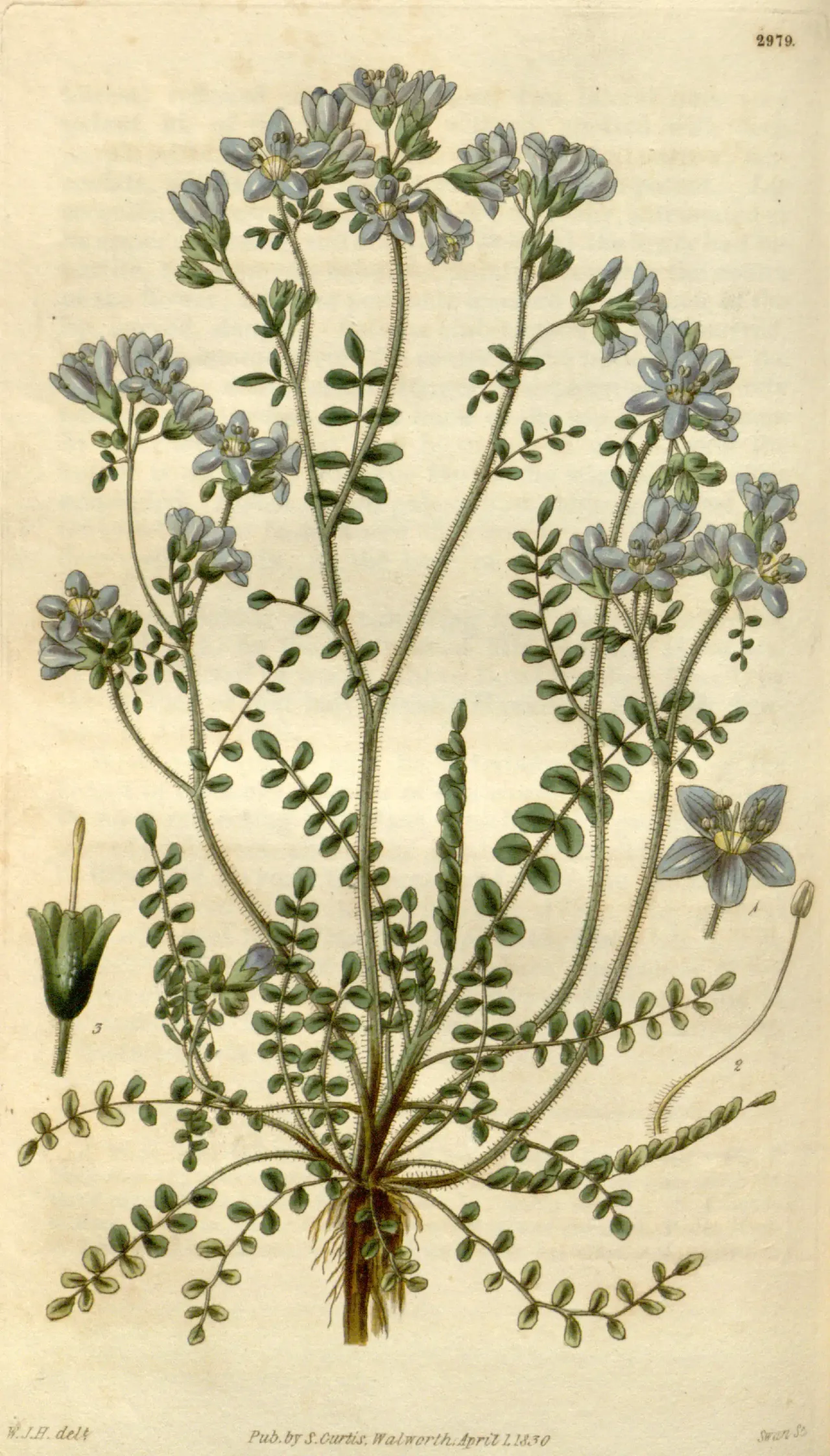Pretty Jacob's-ladder (Polemonium pulcherrimum)