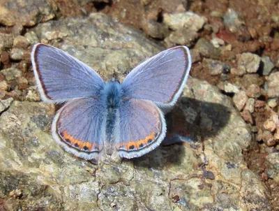 Acmon blue (Icaricia acmon)