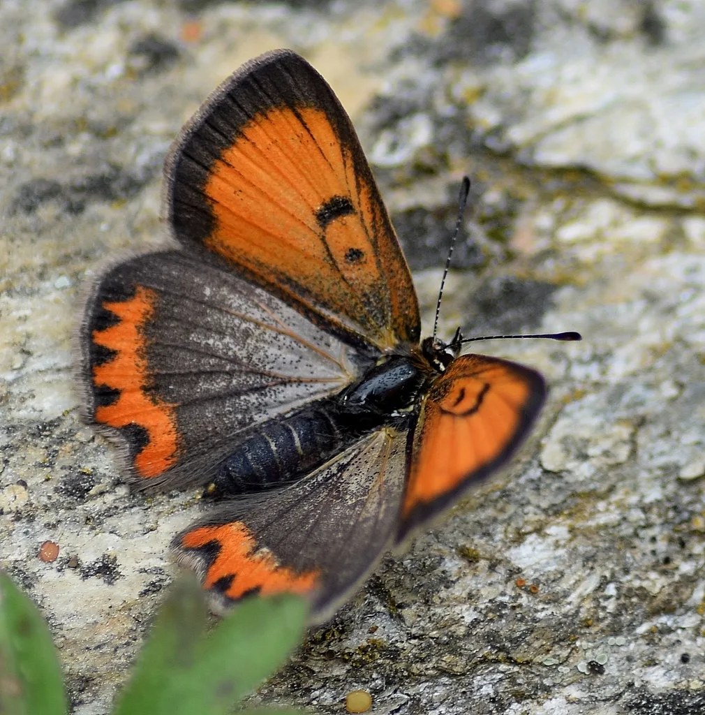 American copper (Lycaena phlaeas)