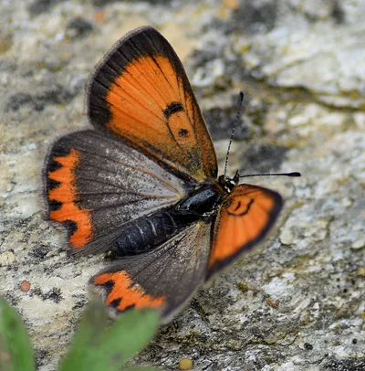American copper (Lycaena phlaeas)