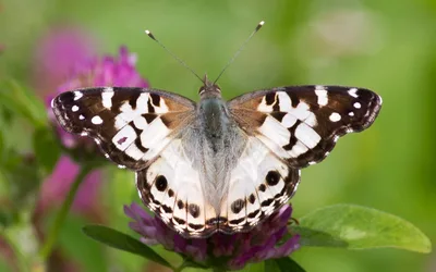 American lady (Vanessa virginiensis)