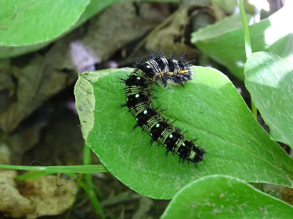 American lady caterpillar