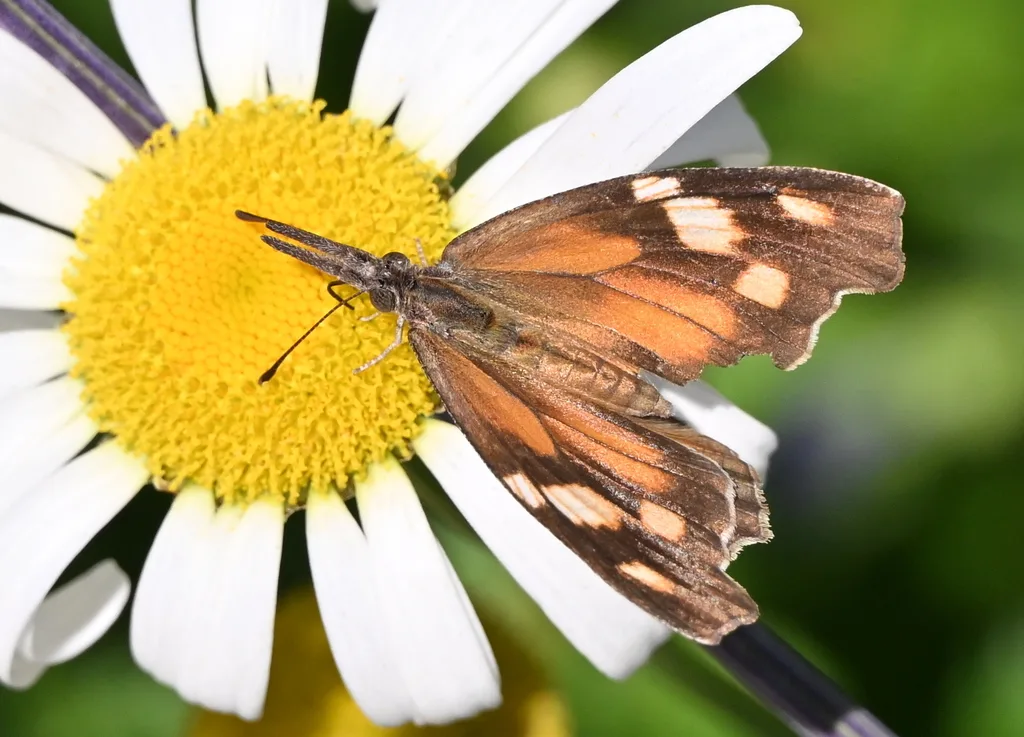 American snout (Libytheana carinenta)