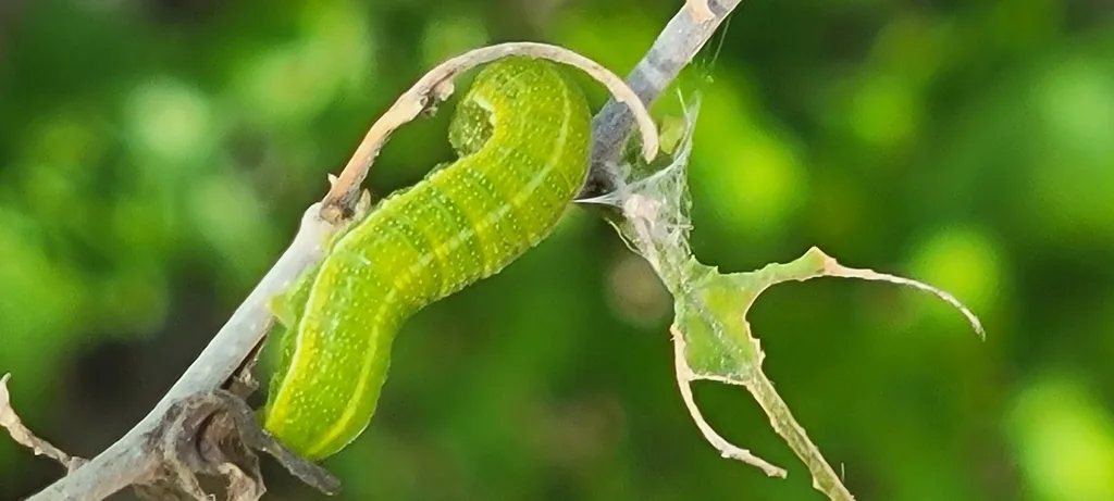 American snout caterpillar
