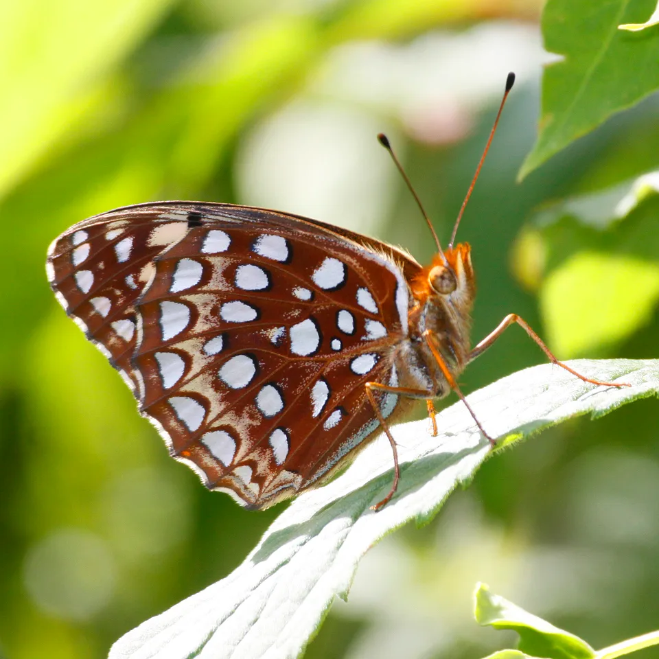 Aphrodite fritillary (Argynnis aphrodite)