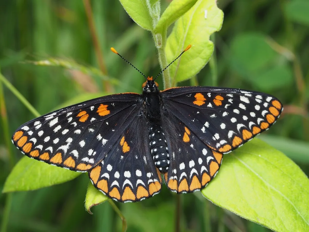 Baltimore checkerspot (Euphydryas phaeton)