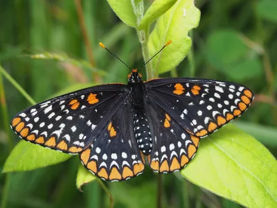 Baltimore checkerspot (Euphydryas phaeton)