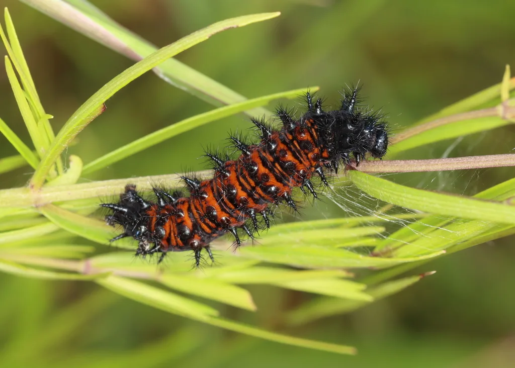 Baltimore checkerspot caterpillar