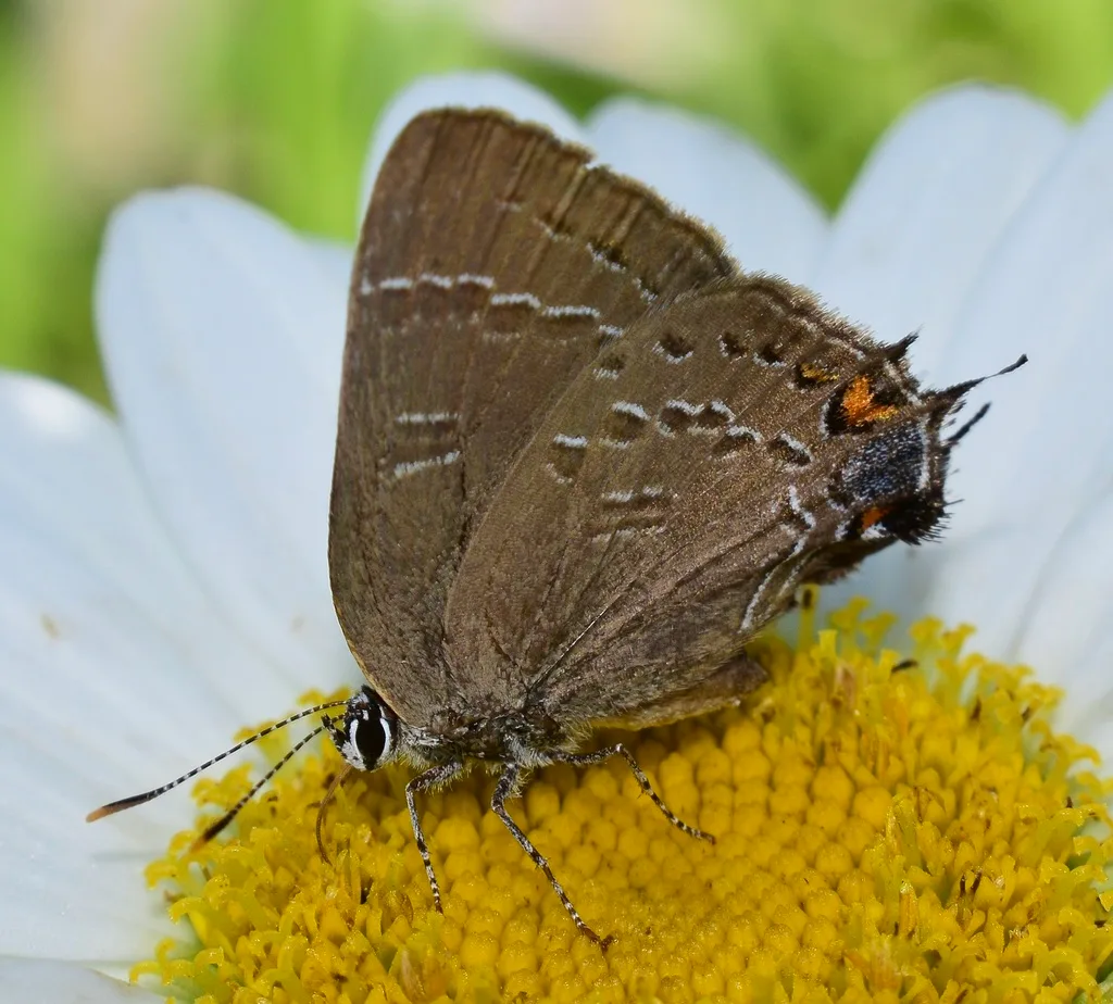 Banded hairstreak (Satyrium calanus)