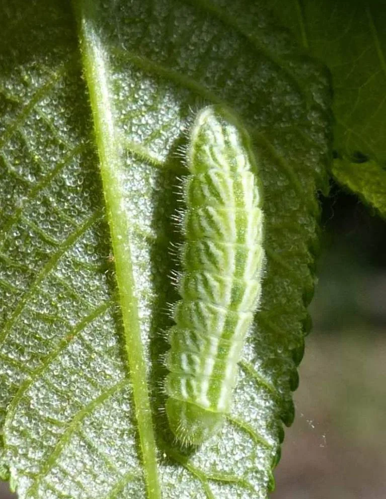 Banded hairstreak caterpillar