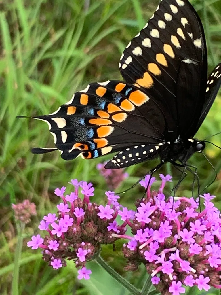 Black swallowtail (Papilio polyxenes)