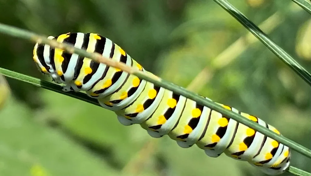 Black swallowtail caterpillar