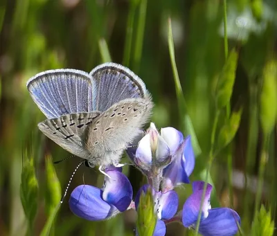Boisduval's blue (Icaricia icarioides)