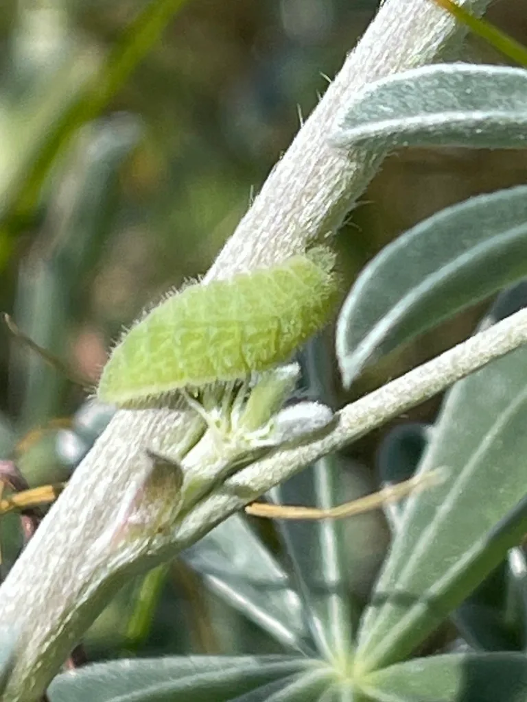 Boisduval's blue caterpillar