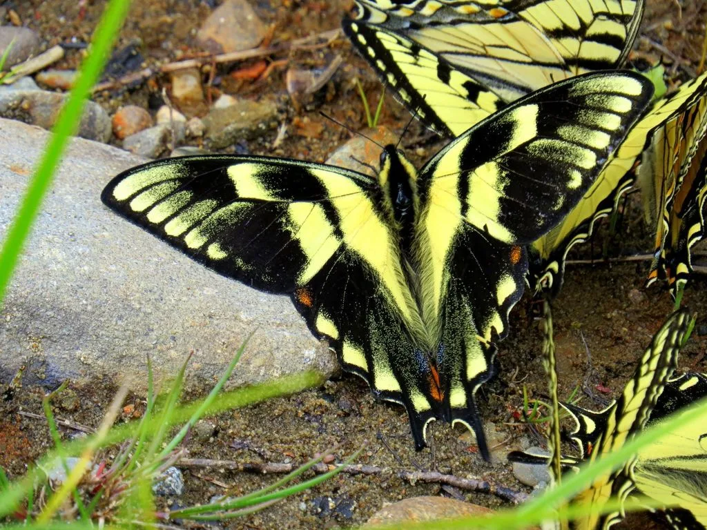 Canadian tiger swallowtail (Papilio canadensis)