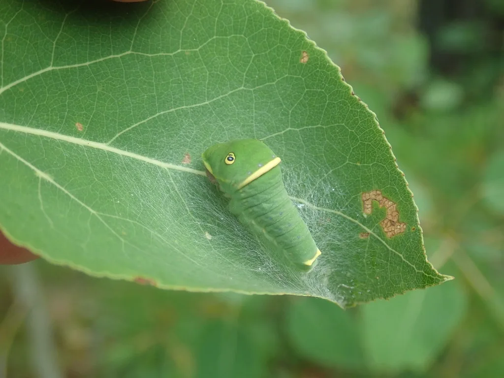 Canadian tiger swallowtail caterpillar