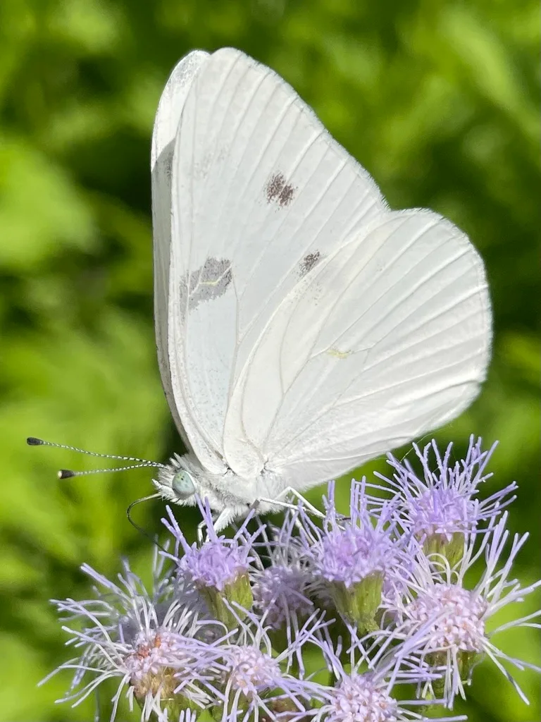 Checkered white (Pontia protodice)