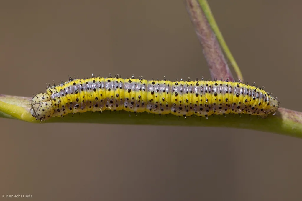 Checkered white caterpillar