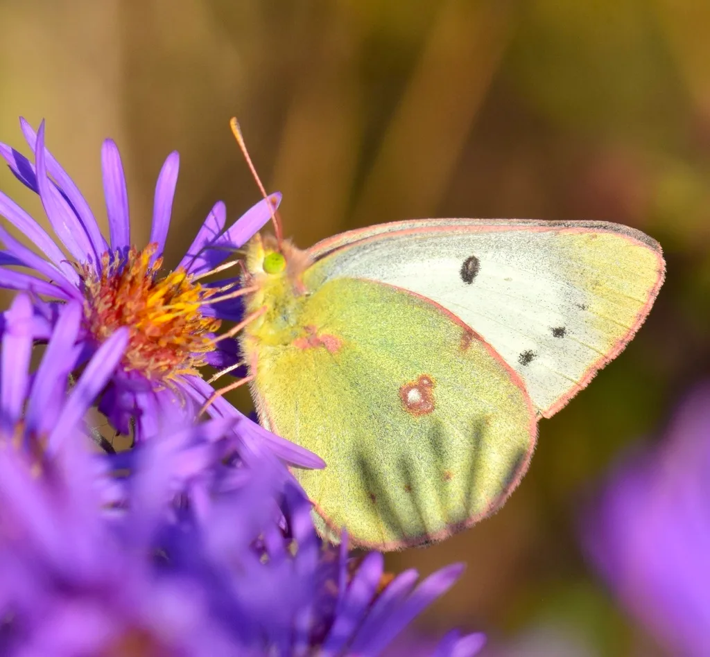 Clouded sulphur (Colias philodice)