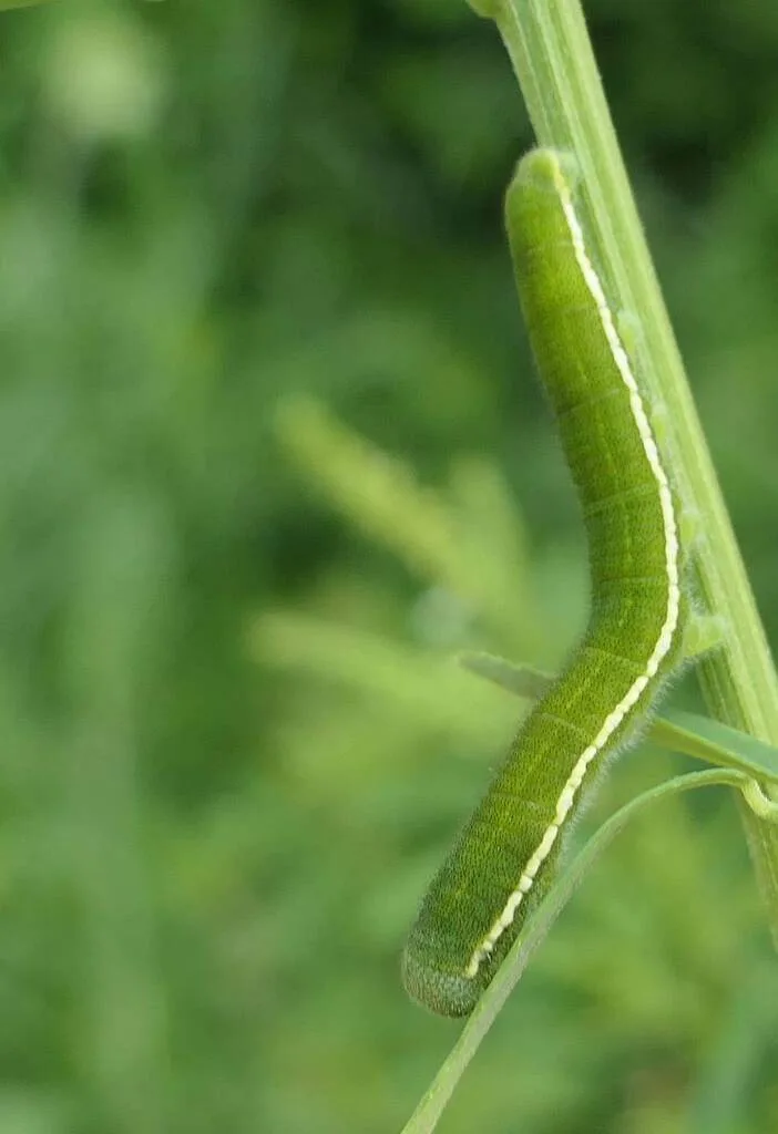 Clouded sulphur caterpillar