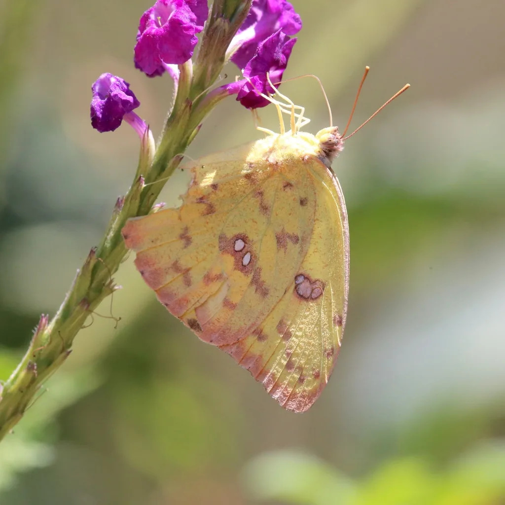 Cloudless sulphur (Phoebis sennae)