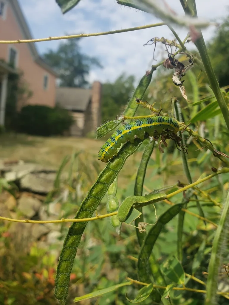 Cloudless sulphur caterpillar