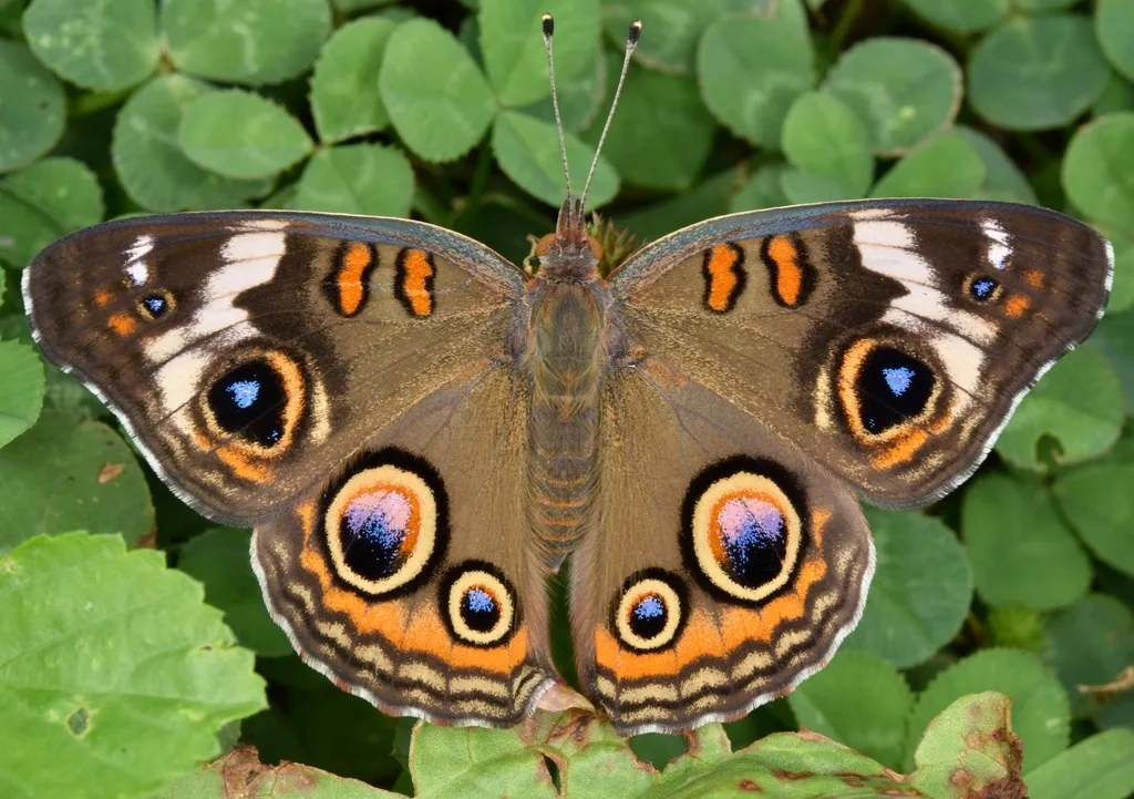 Common buckeye (Junonia coenia)