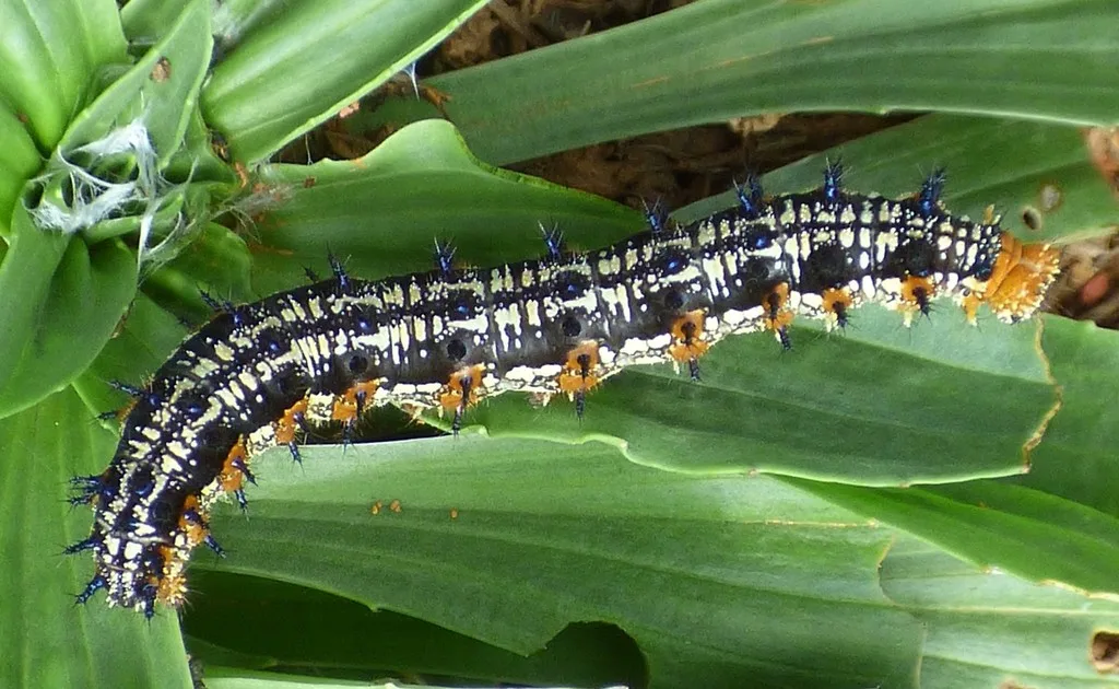 Common buckeye caterpillar