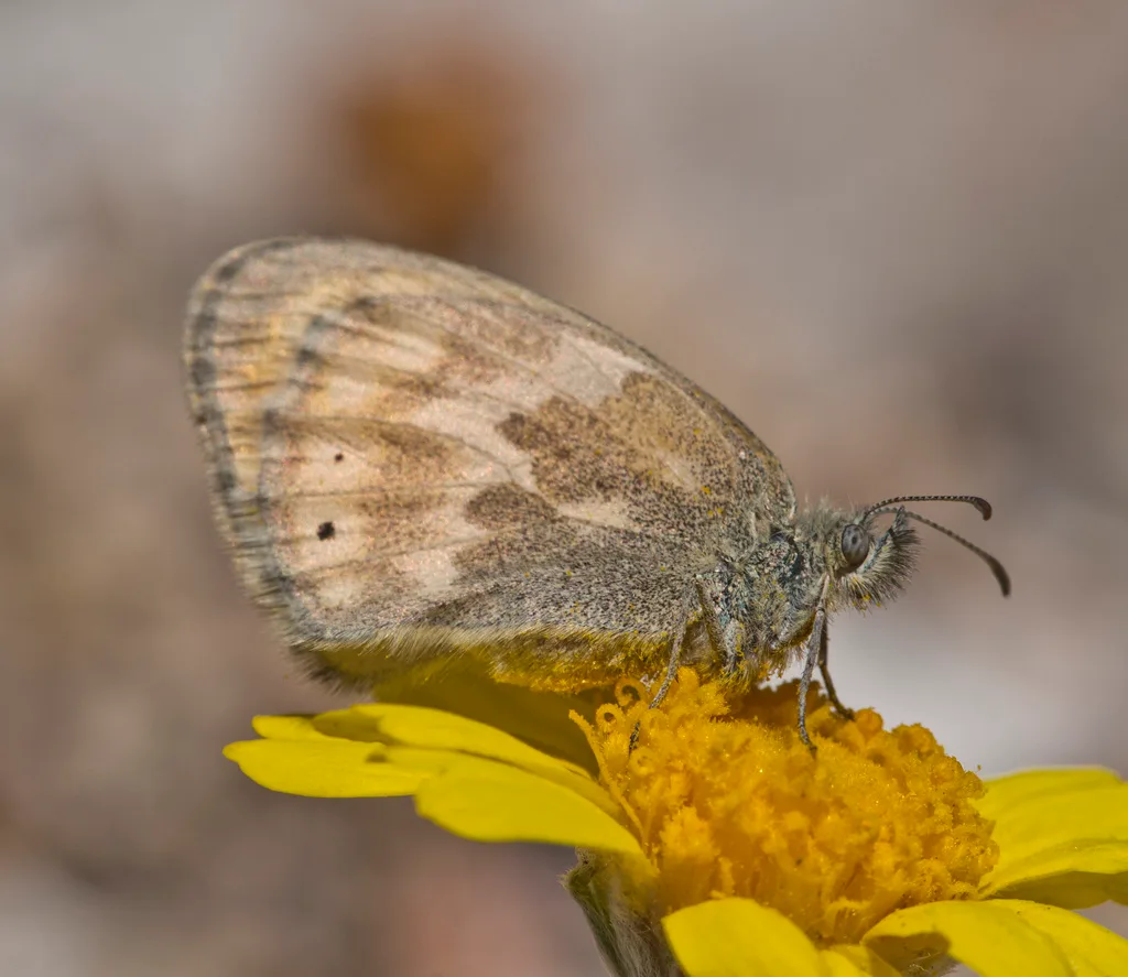 Common ringlet (Coenonympha tullia)