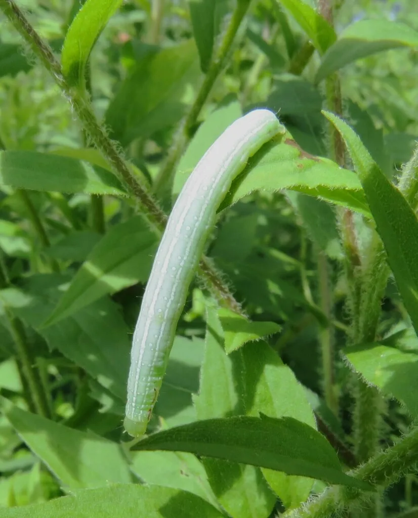 Common ringlet caterpillar