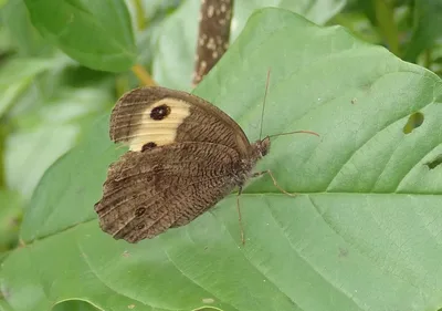 Common wood-nymph (Cercyonis pegala)