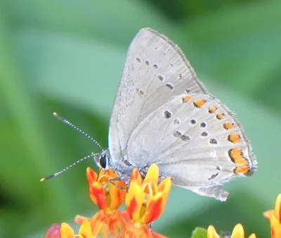 Coral hairstreak (Satyrium titus)
