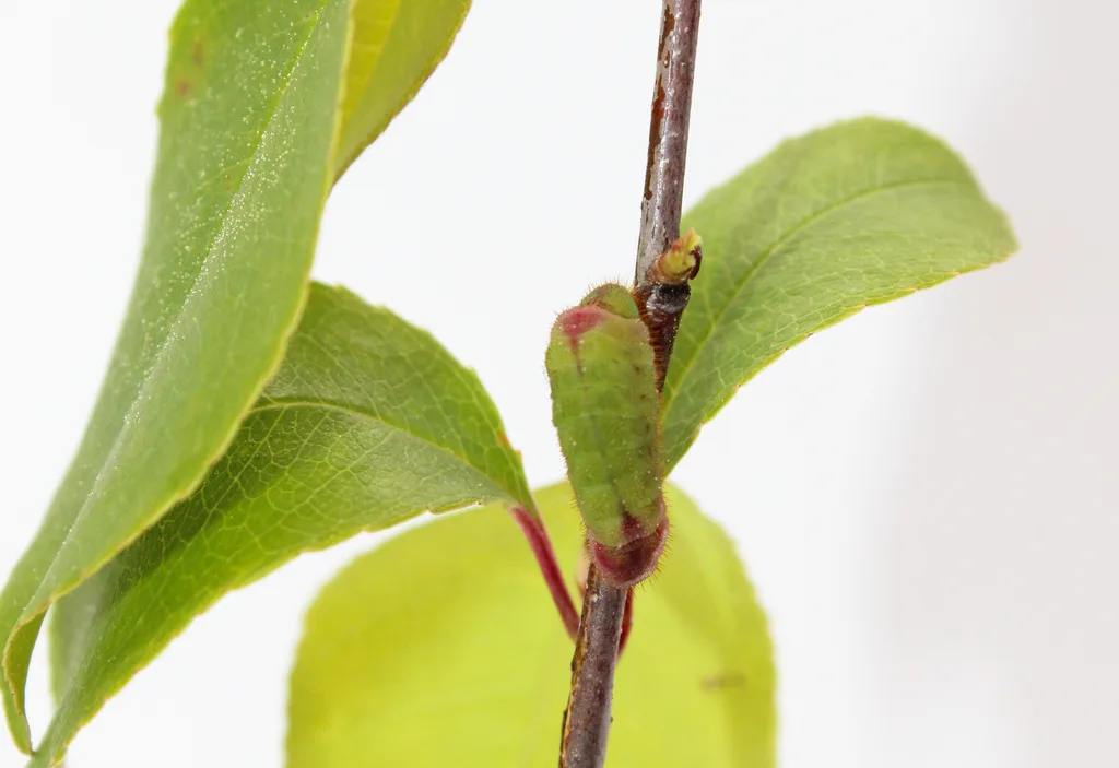 Coral hairstreak caterpillar