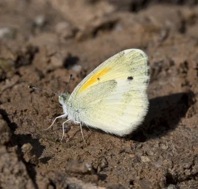 Dainty sulphur (Nathalis iole)