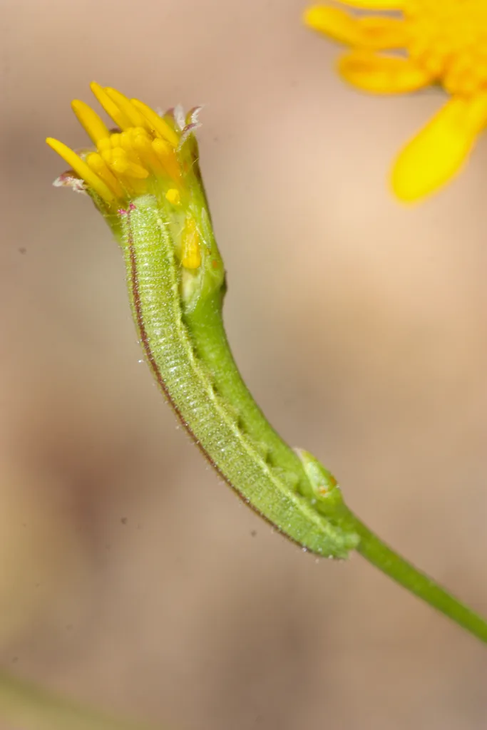 Dainty sulphur caterpillar