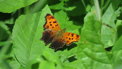 Eastern comma (Polygonia comma)