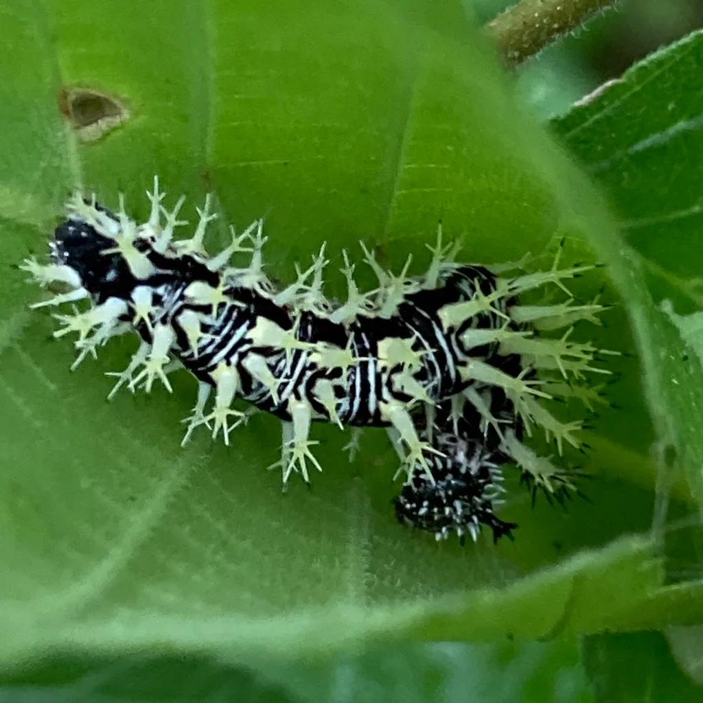 Eastern comma caterpillar