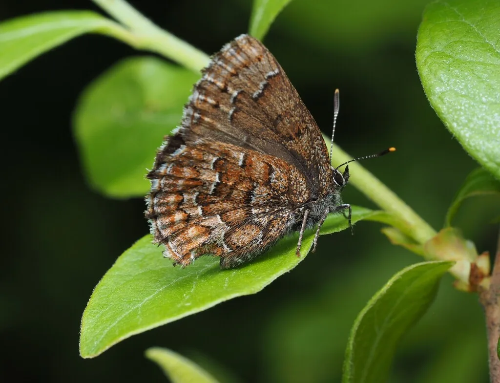 Eastern pine elfin (Callophrys niphon)